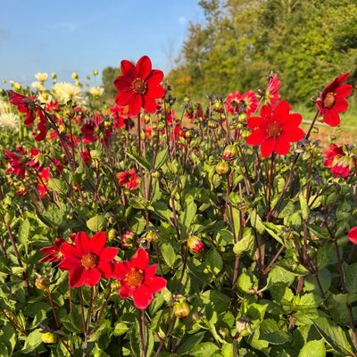 Planting guide image