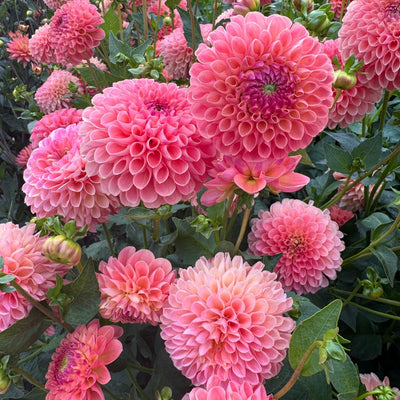 Planting guide image