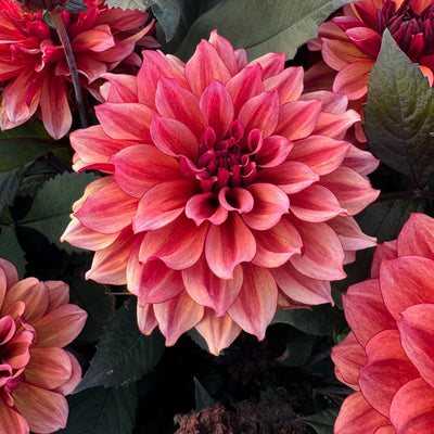 Planting guide image