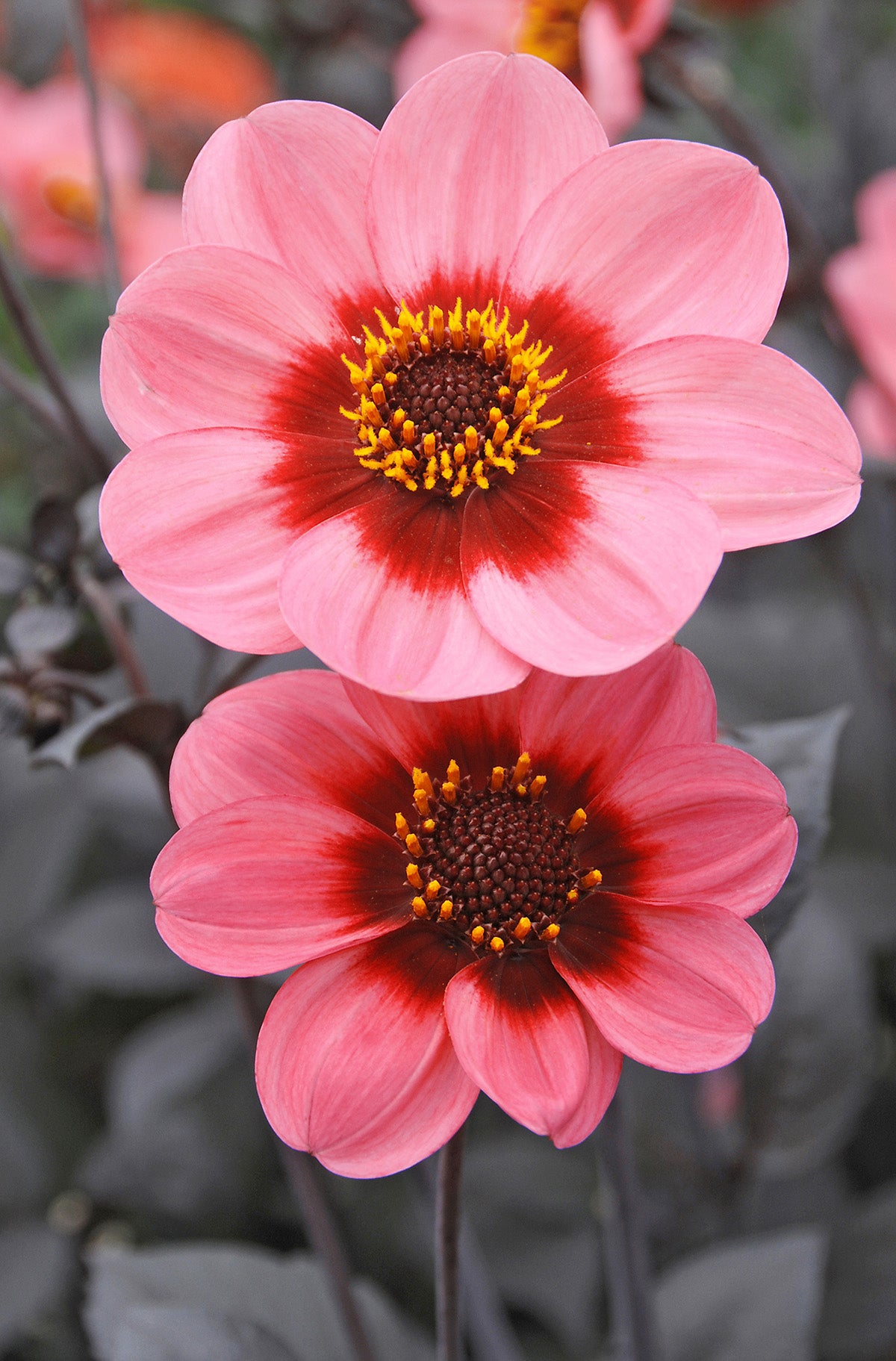 Dahlia Dahlegria Tricolore