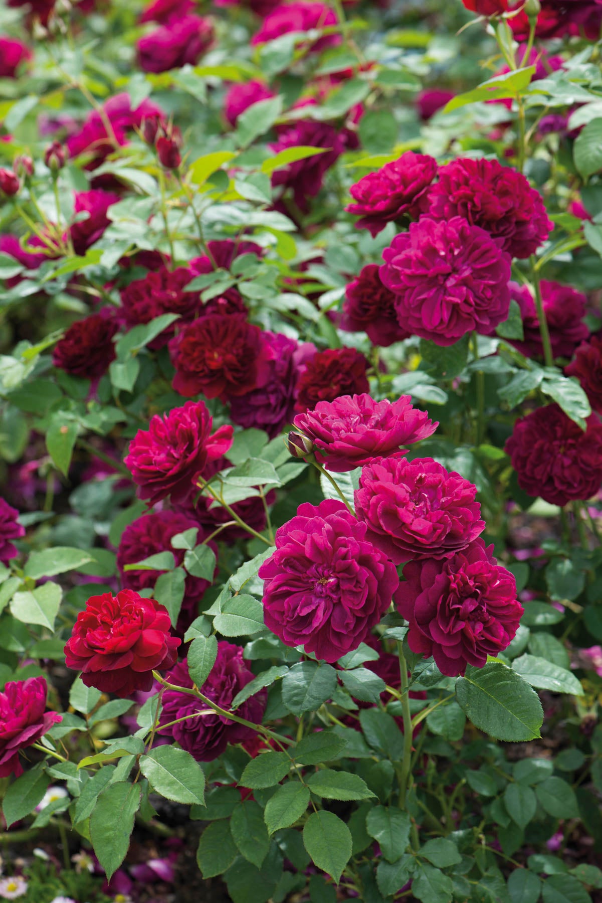 David Austin Rose - Darcey Bussell