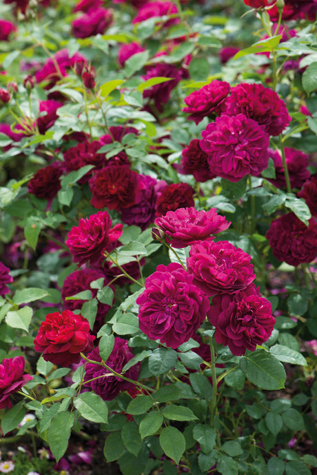David Austin Rose - Darcey Bussell