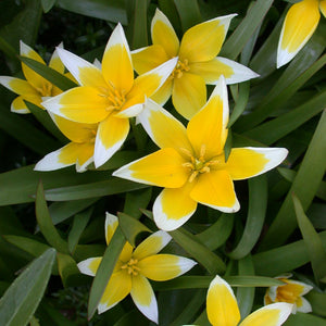 Botanical Tulips