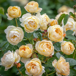 David Austin Rose - Dannahue