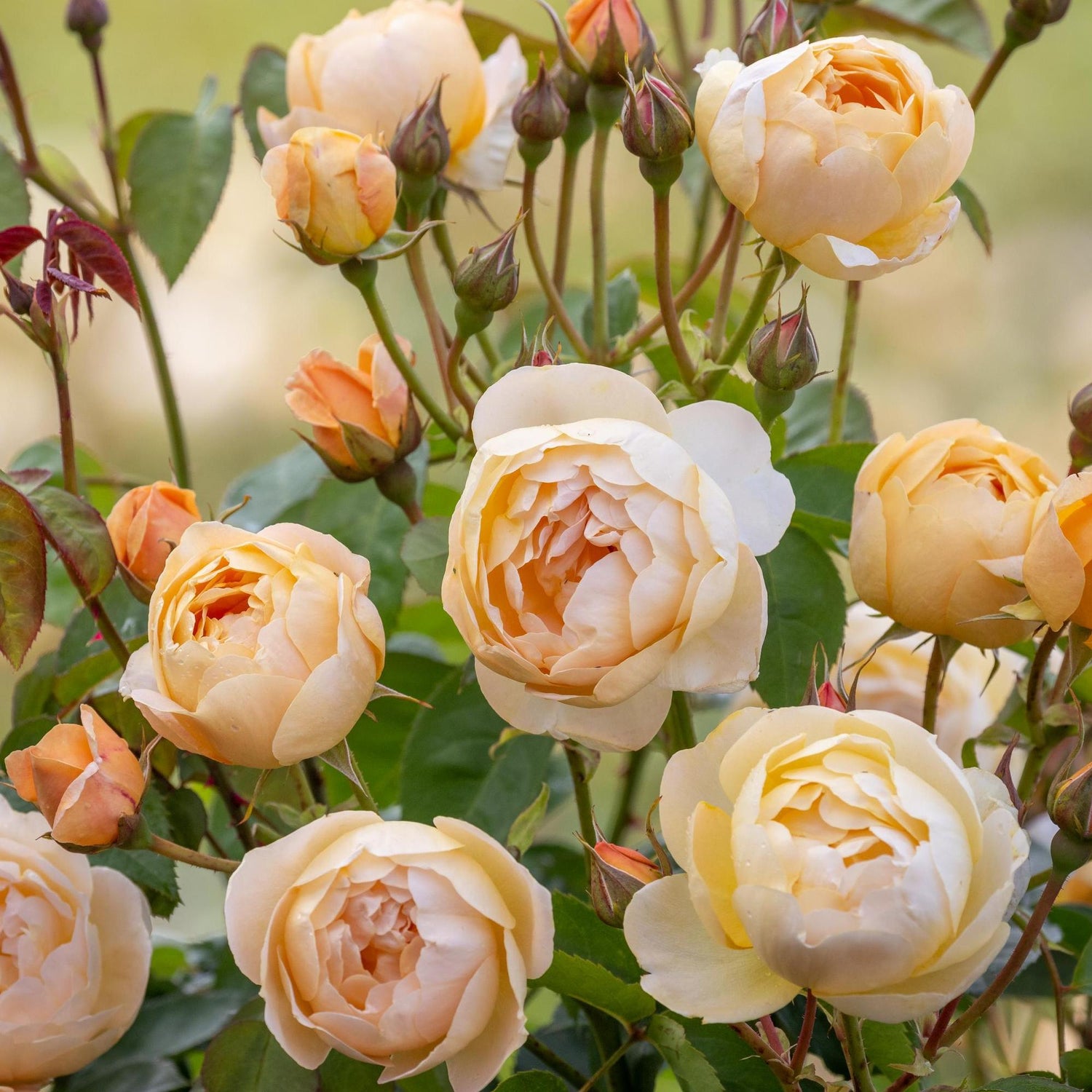 David Austin Rose - Dannahue