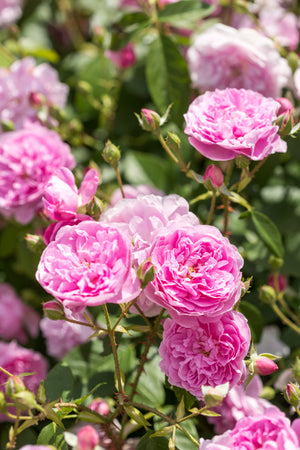 David Austin Rose - Harlow Carr