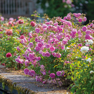 David Austin Rose - Harlow Carr