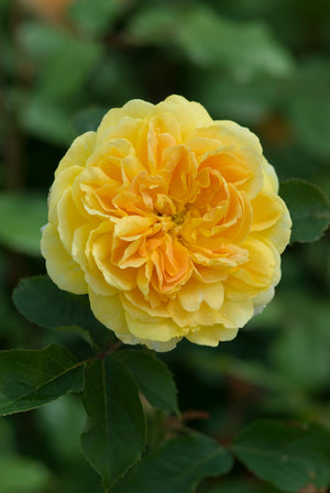 David Austin Rose - Molineux