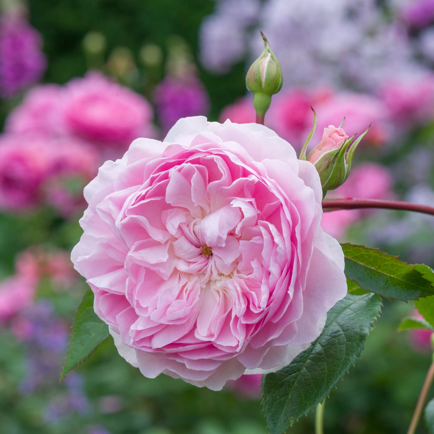 David Austin Rose - Silas Marner