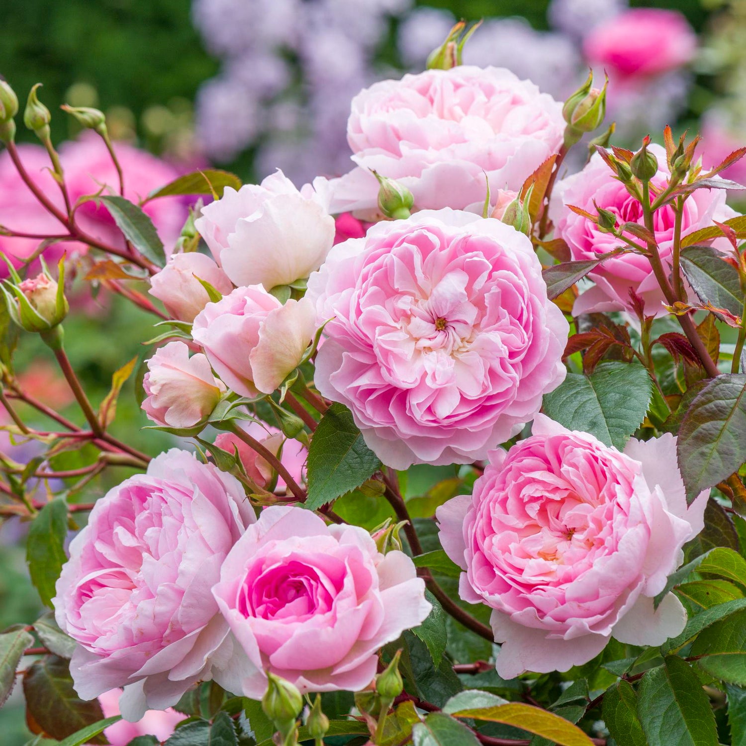 David Austin Rose - Silas Marner
