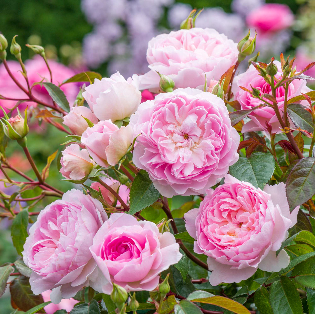 David Austin Rose - Silas Marner