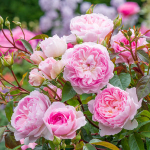 David Austin Rose - Silas Marner