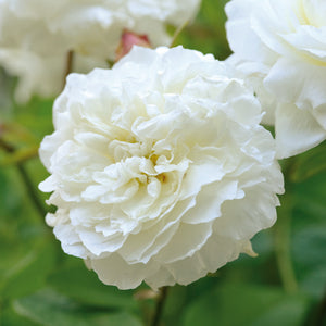 David Austin Rose - Susan Williams-Ellis