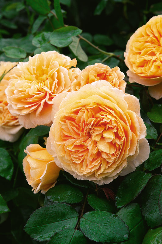 David Austin Rose - Crown Princess Margareta