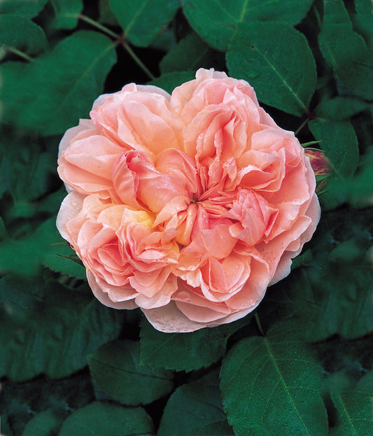 David Austin Rose - Evelyn