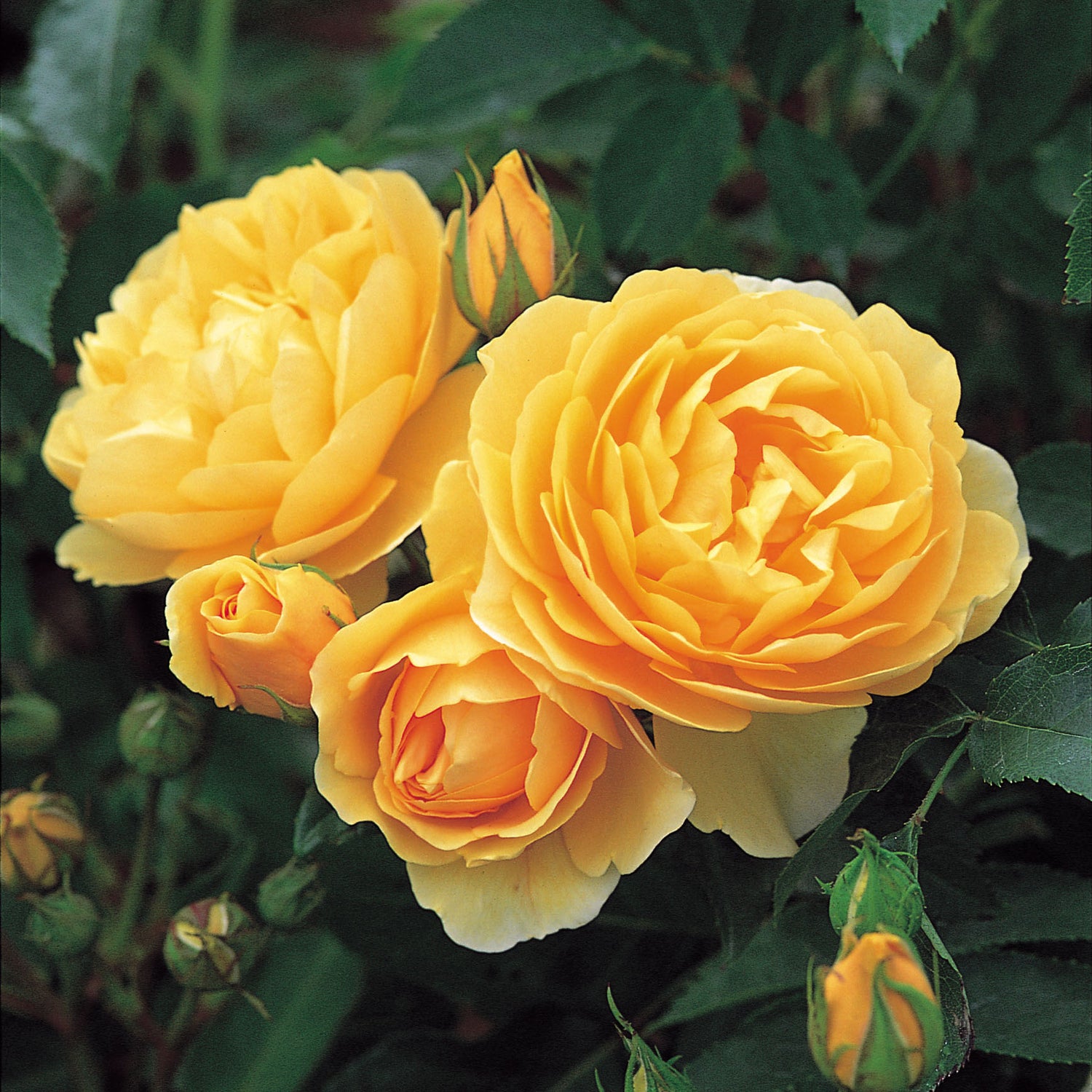 David Austin Rose - Graham Thomas