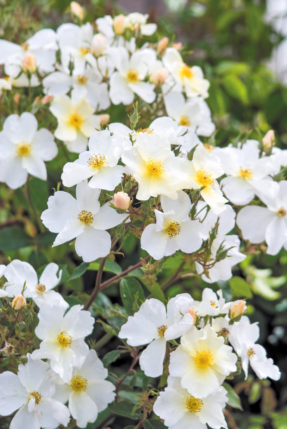 David Austin Rose - Kew Gardens