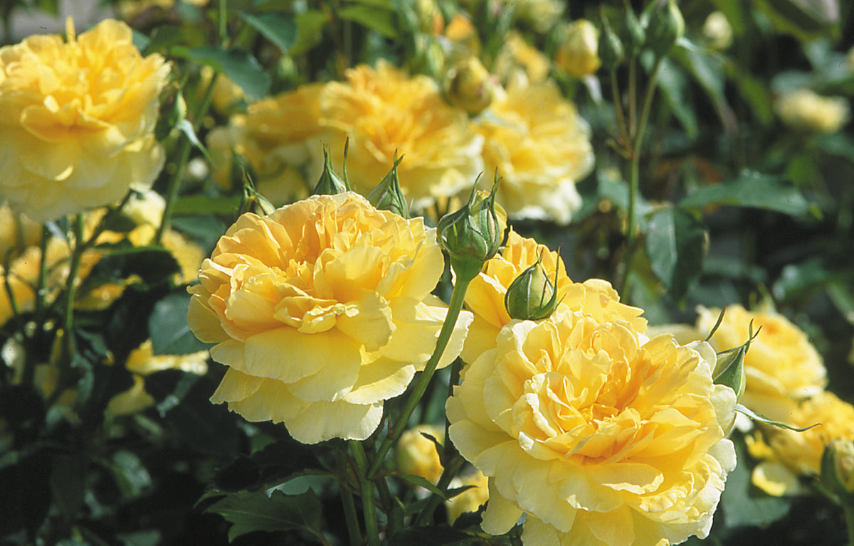 David Austin Rose - Molineux