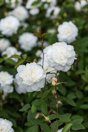 David Austin Rose - Susan Williams-Ellis