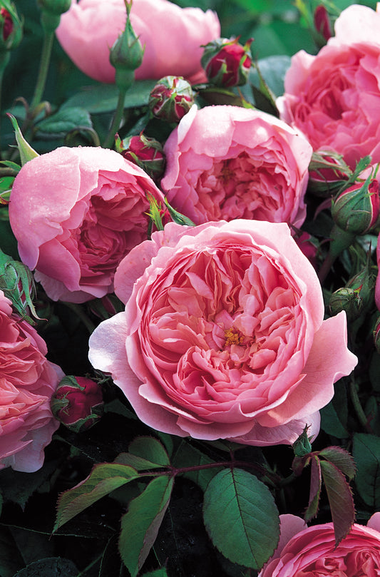 David Austin Rose - The Alnwick Rose