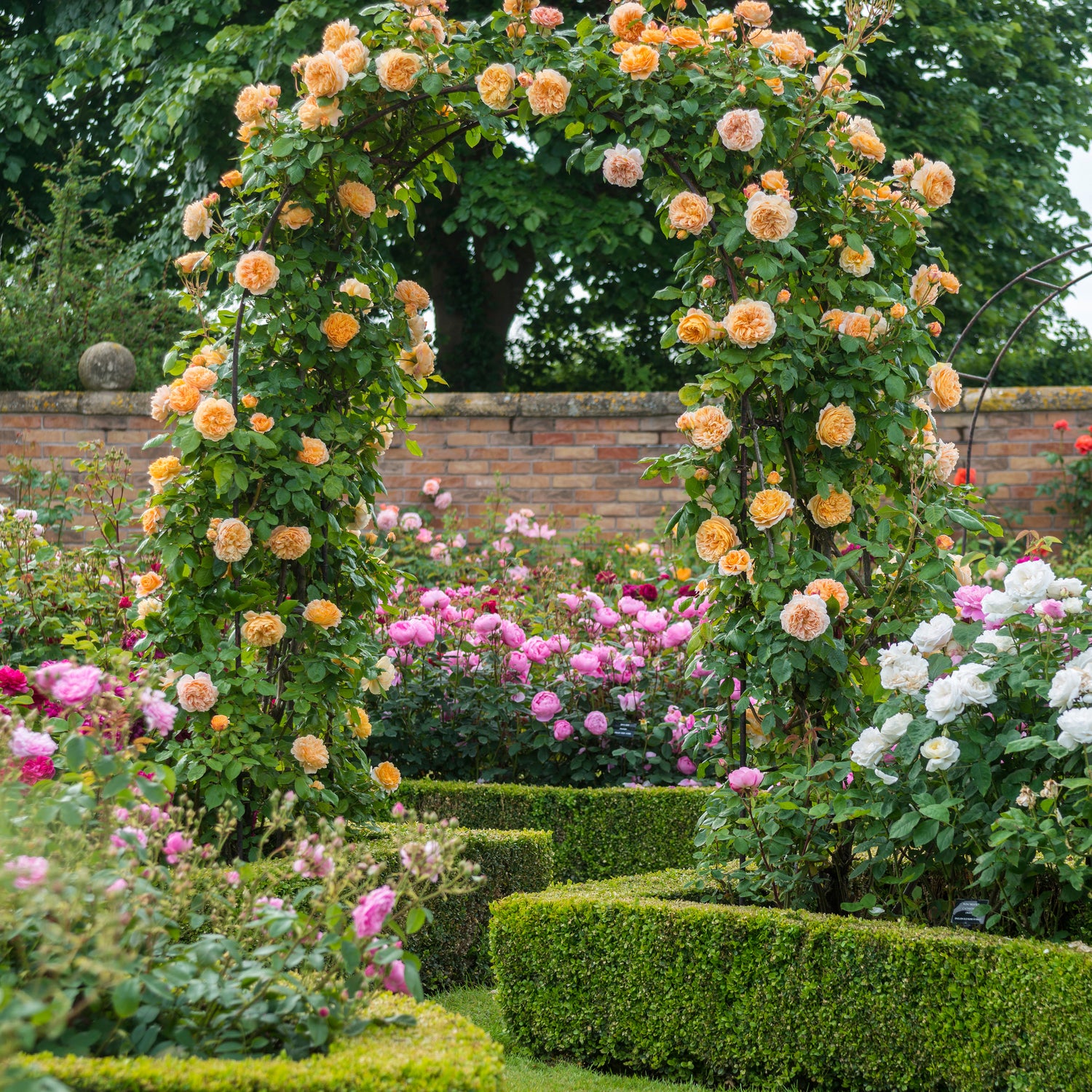 David Austin Rose - Crown Princess Margareta