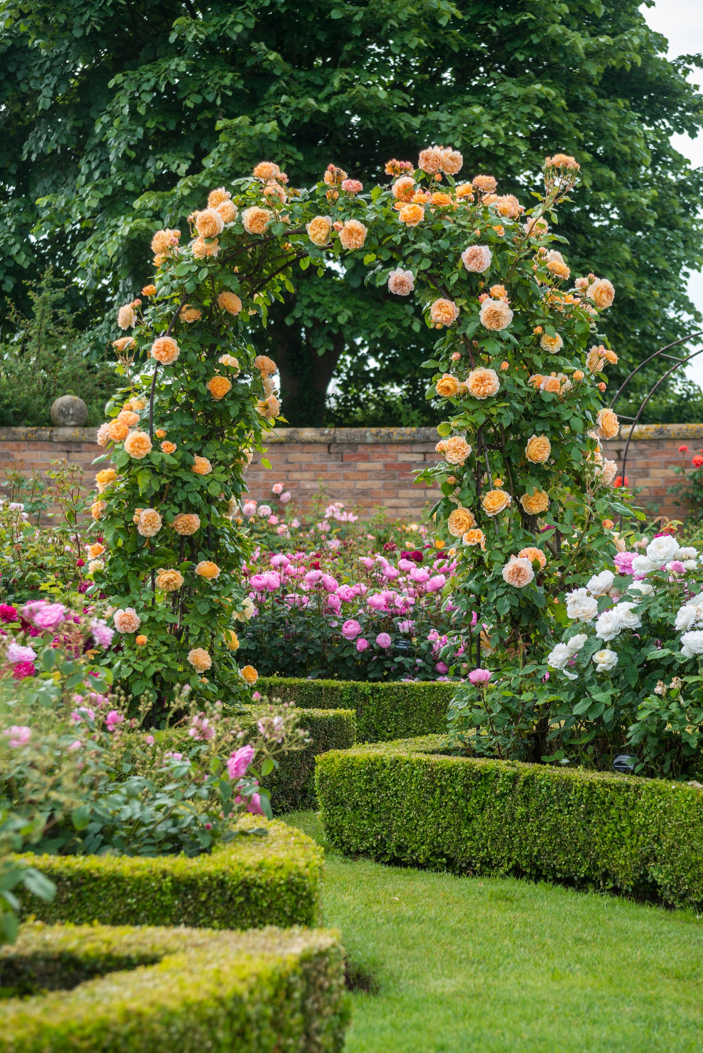 David Austin Rose - Crown Princess Margareta