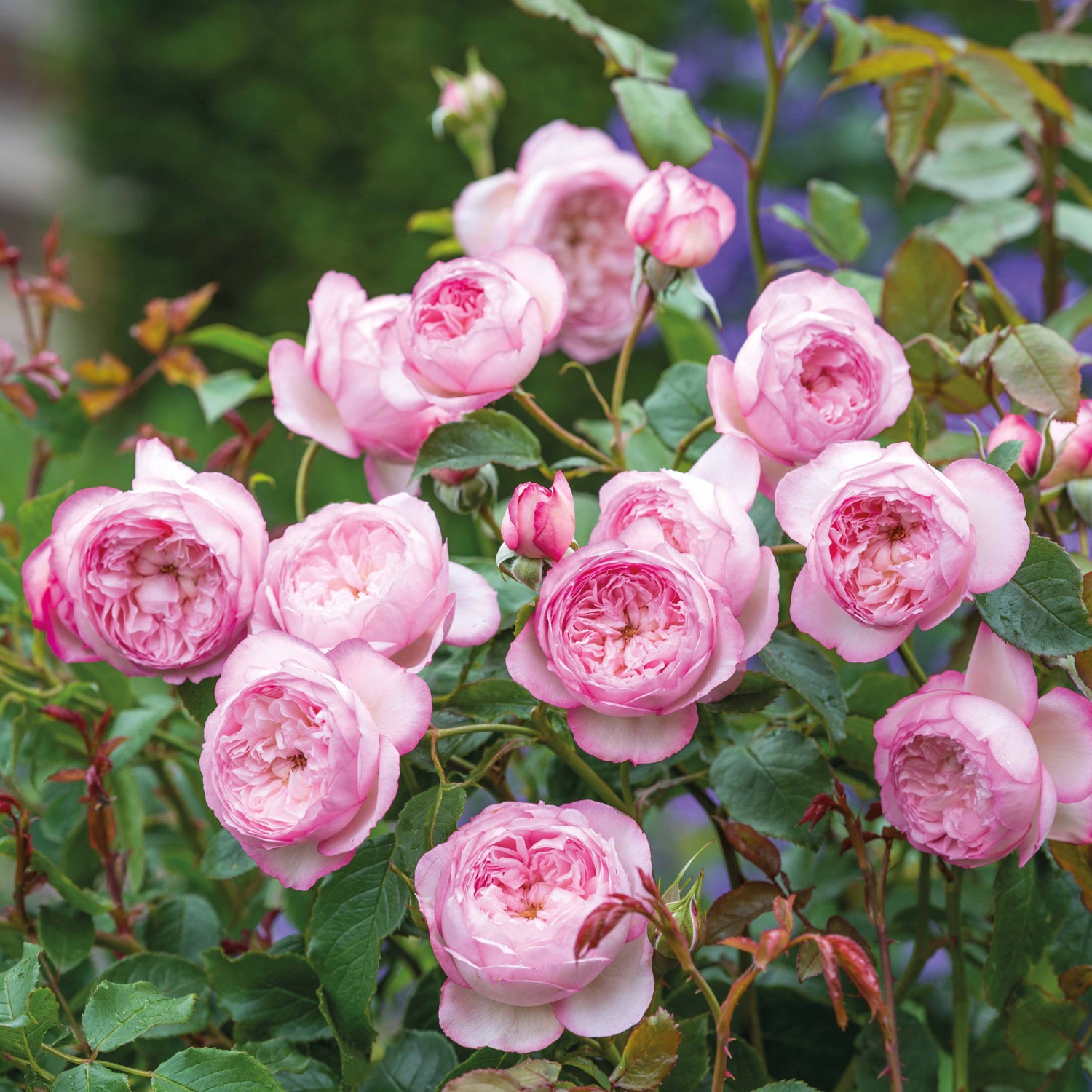 David Austin Rose - The Mill on the Floss