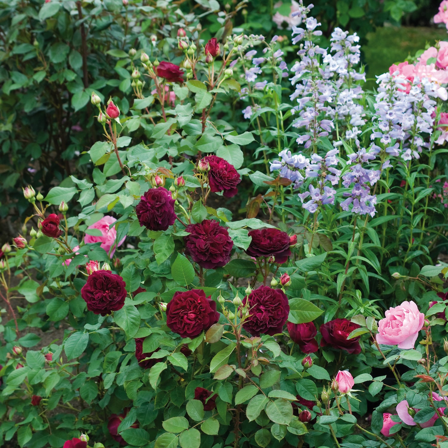David Austin Rose - Munstead Wood