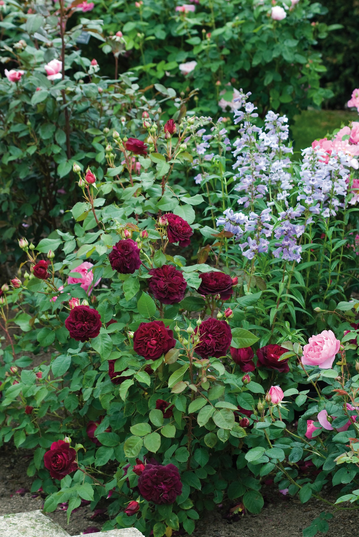 David Austin Rose - Munstead Wood