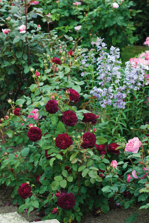David Austin Rose - Munstead Wood