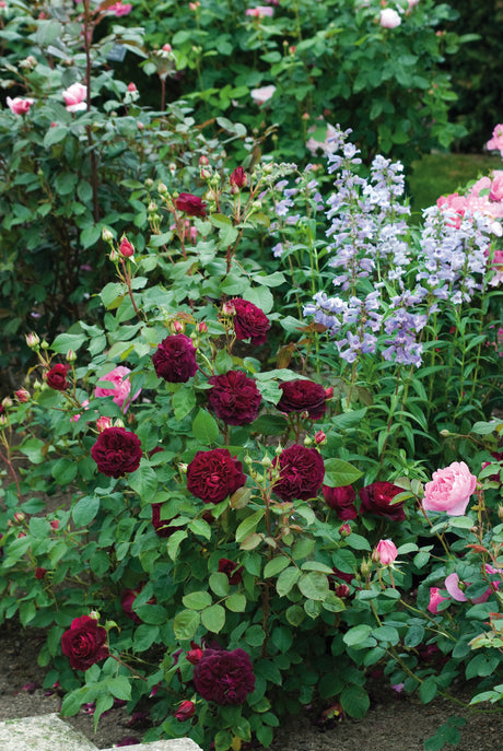 David Austin English Roses Coast Farms