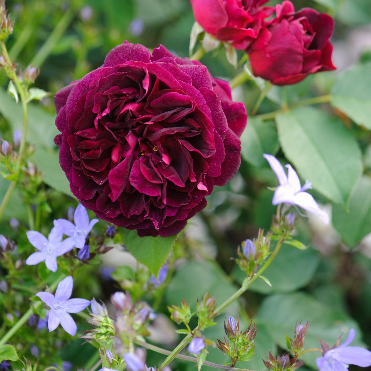 David Austin Rose - Munstead Wood