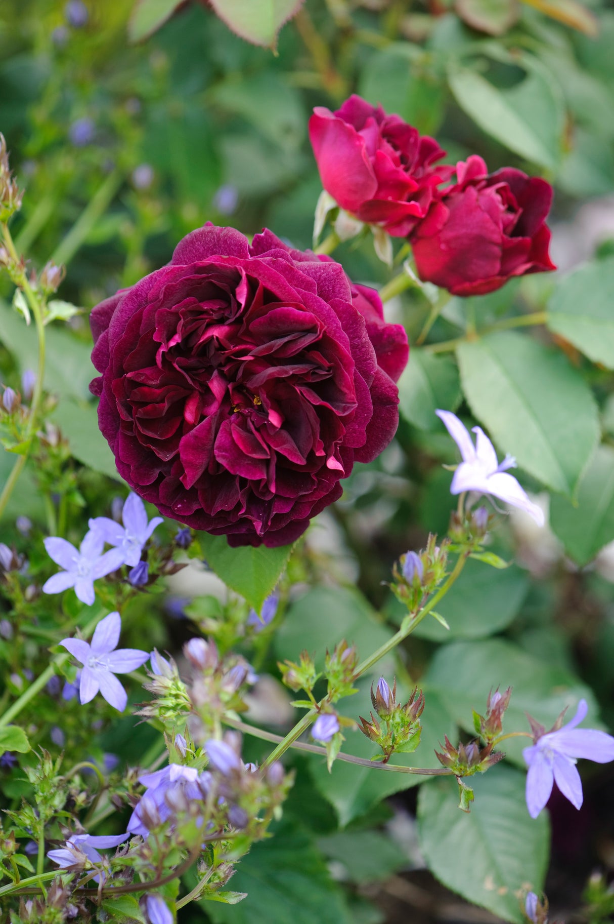 David Austin Rose - Munstead Wood
