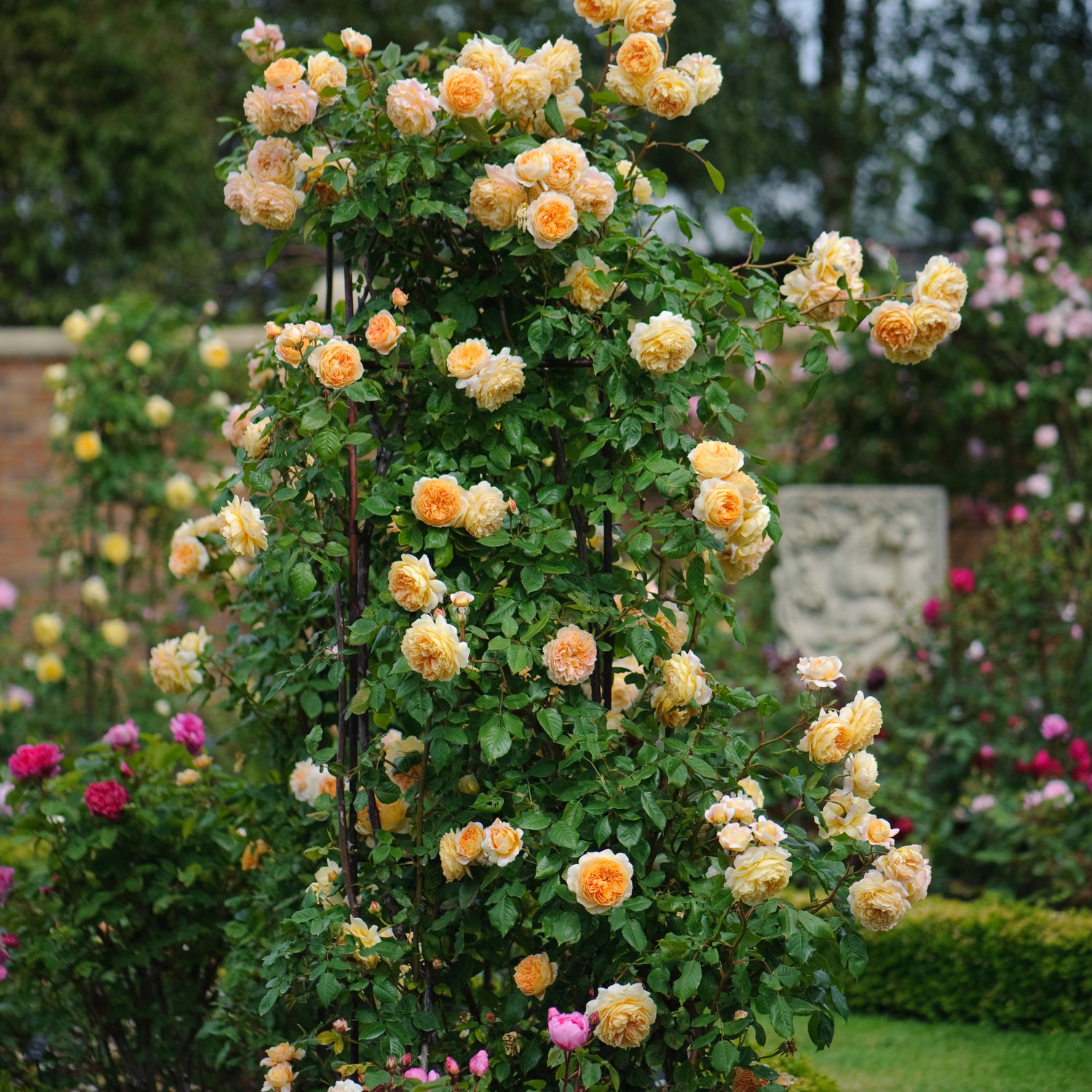 David Austin Rose - Crown Princess Margareta