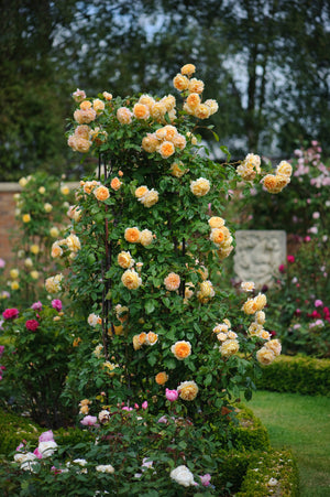 David Austin Rose - Crown Princess Margareta