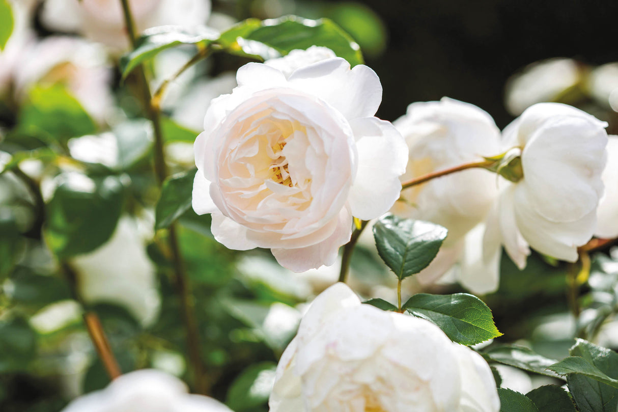 David Austin Rose - Desdemona