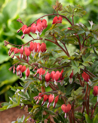 How to Plant Dicentra (Bleeding Heart) in Canada