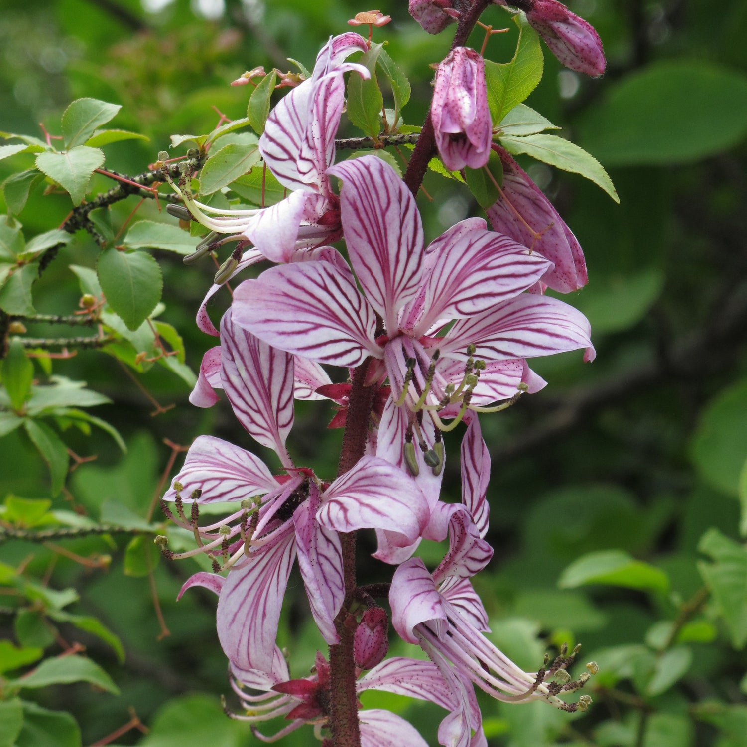 Dictamnus albus var. roseus