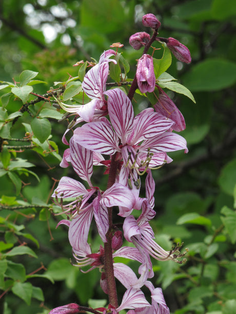 Dictamnus albus var. roseus