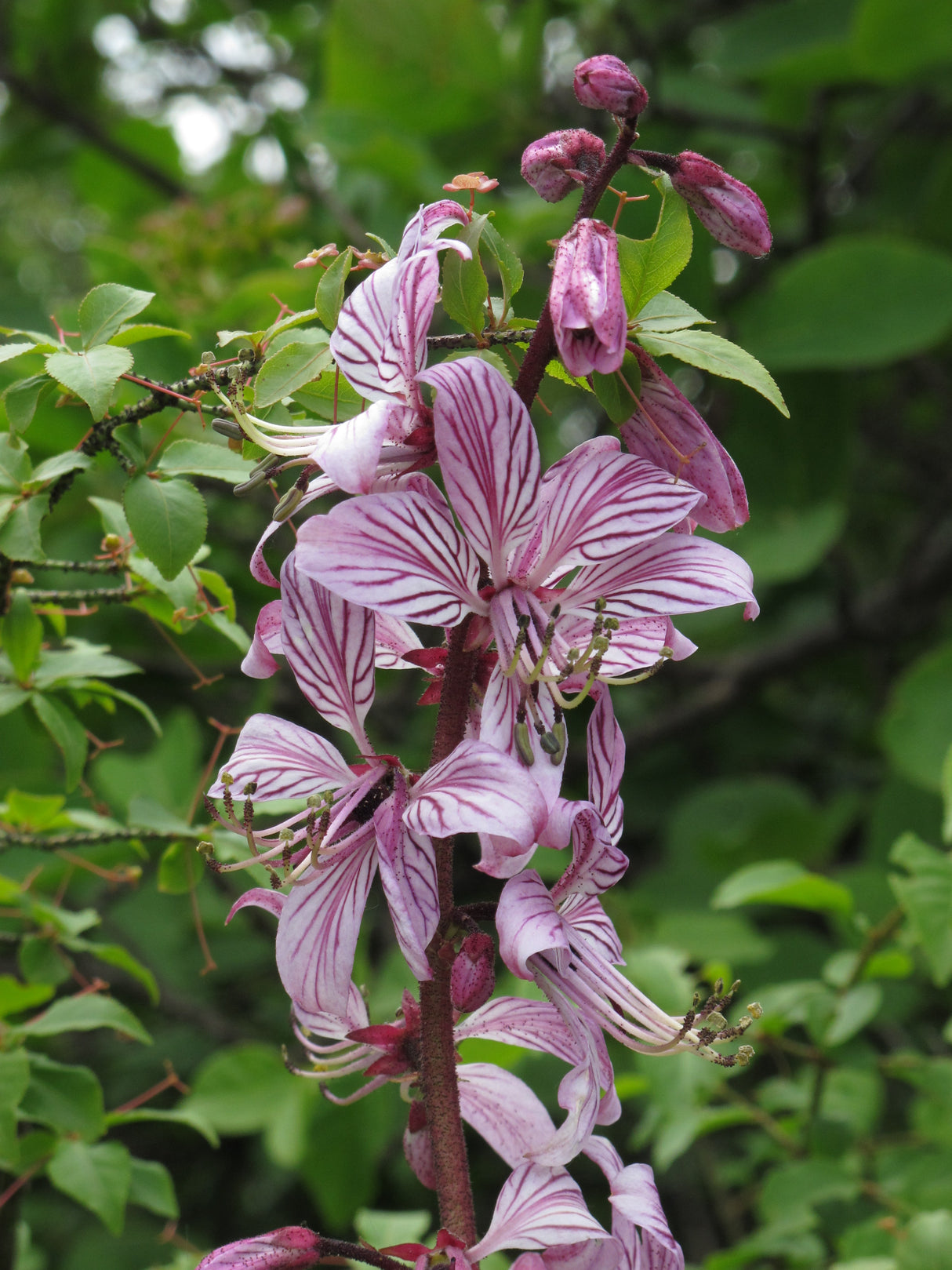 Dictamnus albus var. roseus