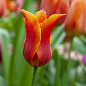 Lily Flowering Tulips