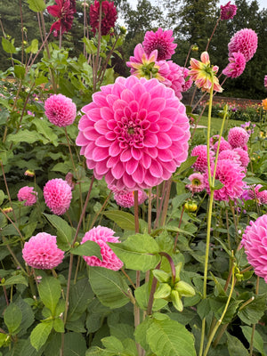 Dahlia Sweet Fabienne