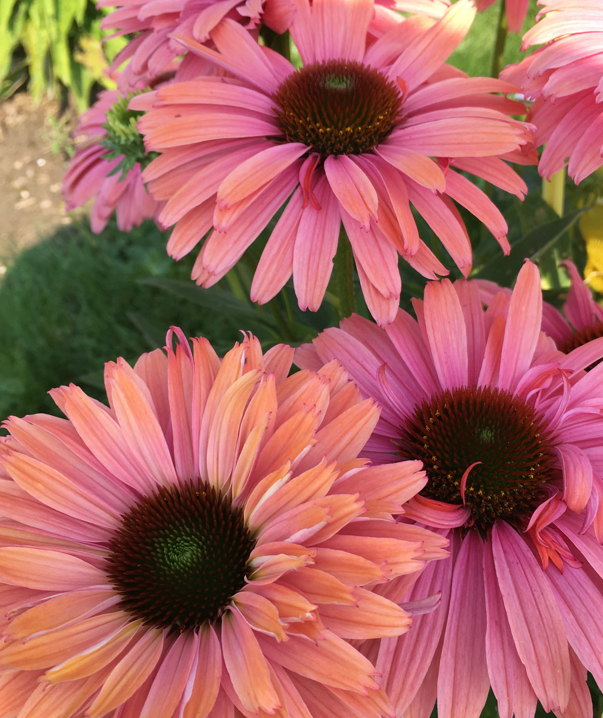 Echinacea Rainbow Marcella
