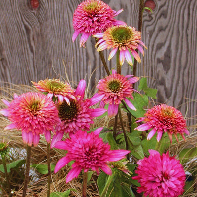 How to Plant and Grow Echinacea (Coneflower): A Complete Guide