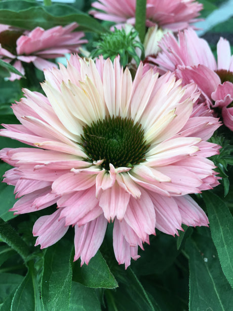 Echinacea Sunseeker Salmon