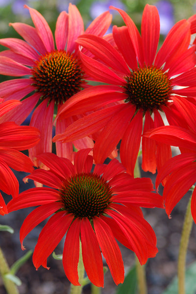 Echinacea Tomato Soup