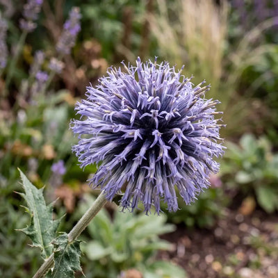 Echinops Plants in Canada: How to Plant and Grow Echinops