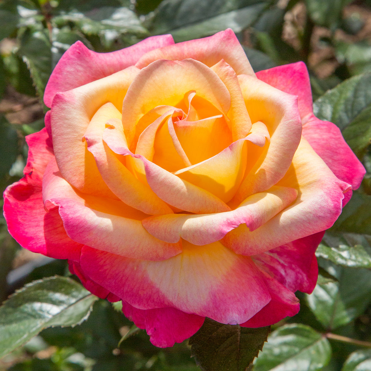 Star Rose - Enchanted Peace