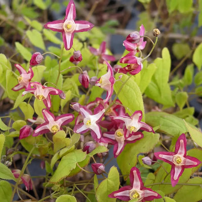 Epimedium Plants in Canada: How to Plant and Grow Epimedium