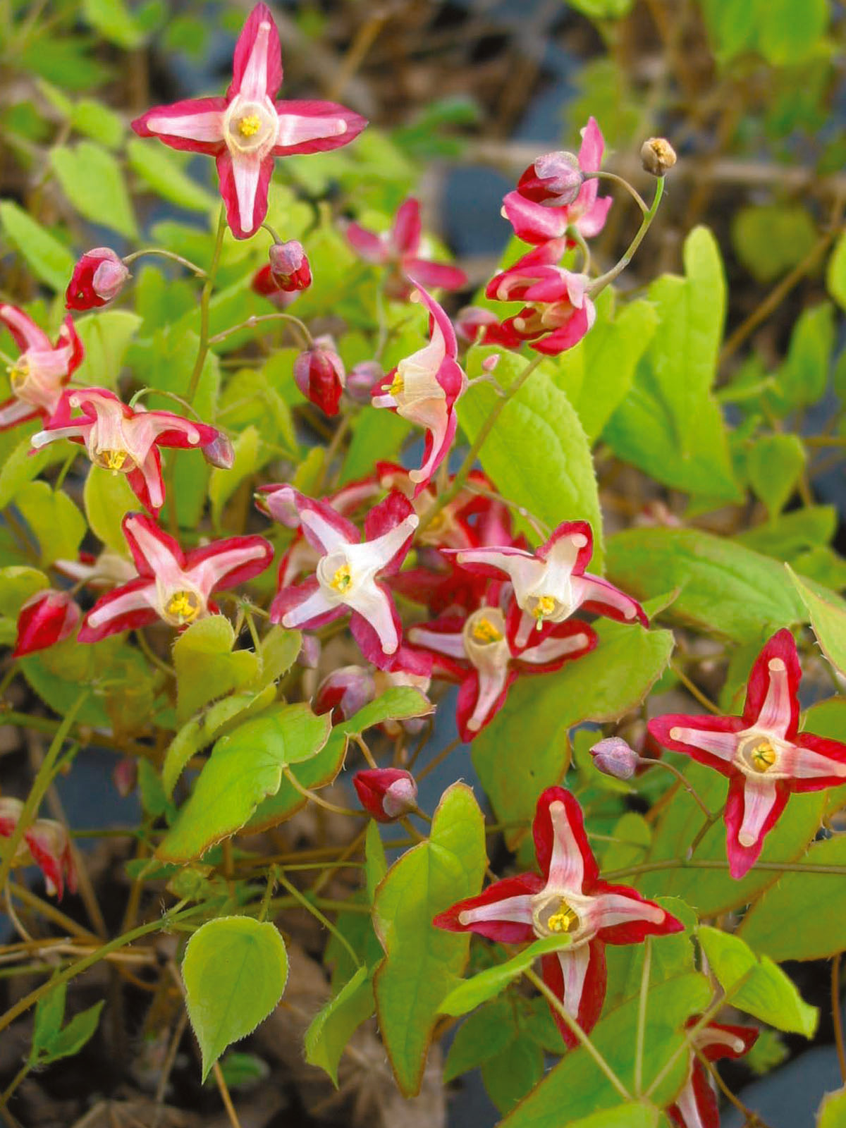 Epimedium rubrum